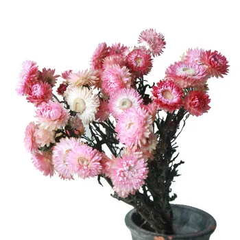 10pcs Flores Secas Pute Nutral Strawflower Monte de Madressilva Flores de Crisântemo Para a Decoração Home